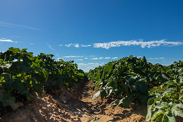 Image showing Green field of potato crops in a row