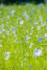 Image showing blue flax field closeup at spring shallow depth of field