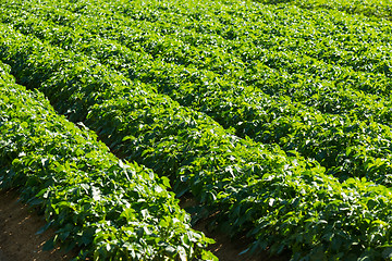 Image showing Large potato field with potato plants planted in nice straight rows