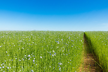 Image showing Large field of flax in bloom in spring