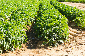 Image showing Large potato field with potato plants planted in nice straight rows