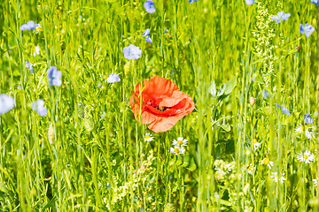 Image showing Red poppy flowers on blue flax field
