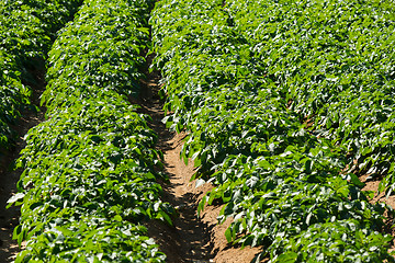 Image showing Large potato field with potato plants planted in nice straight rows