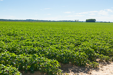 Image showing Large potato field with potato plants planted in nice straight rows