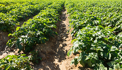 Image showing Large potato field with potato plants planted in nice straight rows