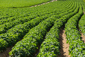 Image showing Large potato field with potato plants planted in nice straight rows