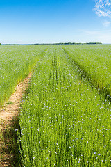 Image showing Large field of flax in bloom in spring