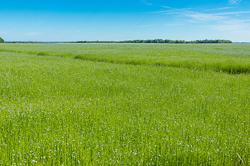 Image showing Large field of flax in bloom in spring