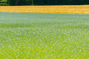 Image showing Large field of flax in bloom in spring