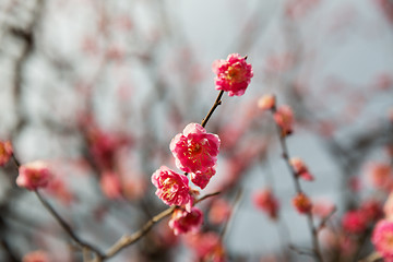 Image showing close up of beautiful sakura tree blossoms