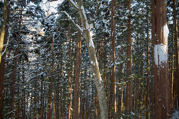 Image showing winter forest in japan