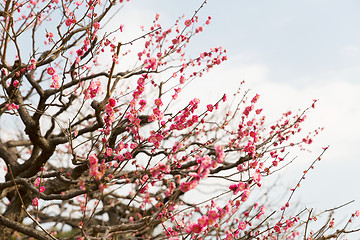 Image showing close up of beautiful sakura tree blossoms