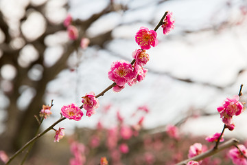 Image showing close up of beautiful sakura tree blossoms