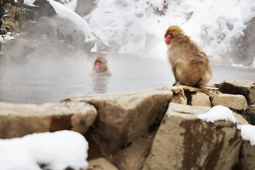 Image showing japanese macaques or snow monkeys in hot spring