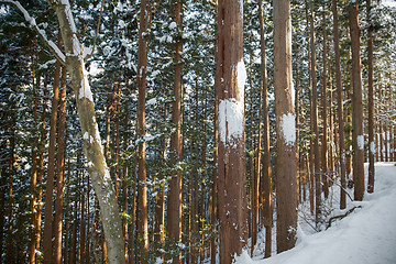 Image showing winter forest in japan