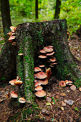 Image showing Old stump covered with moss and mushrooms