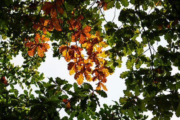 Image showing Autumn forest