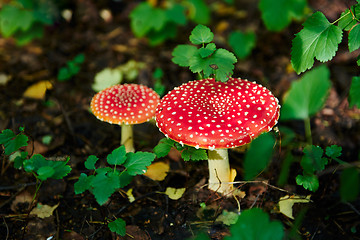 Image showing Two mushroom fly agaric