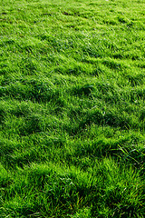 Image showing Green grass background meadow
