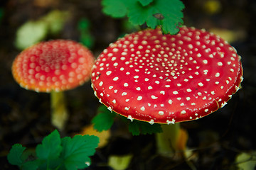 Image showing Two mushroom fly agaric