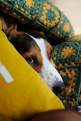 Image showing Dog Jack Russell lies on the bed