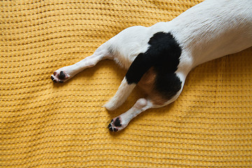 Image showing Dog Jack Russell lies on the bed