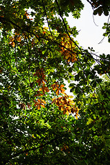 Image showing Autumn forest