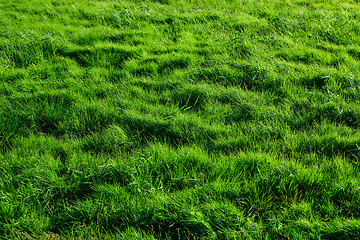 Image showing Green grass background meadow