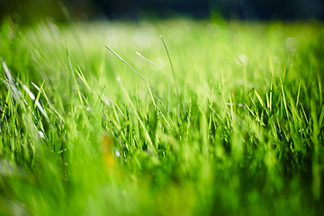 Image showing Green grass background meadow