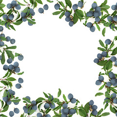 Image showing Sloe Berry Abstract Border