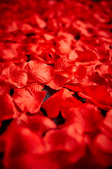 Image showing Background of beautiful red rose petals. Top view