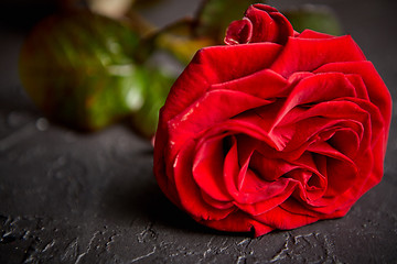 Image showing Fresh red rose flower on the white wooden table