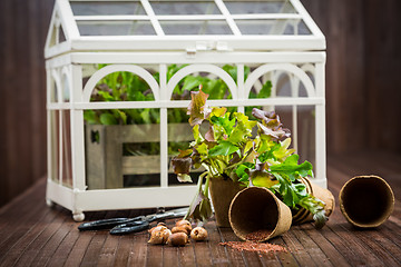 Image showing Gardening and planting concept