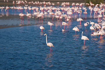 Image showing Flock of adorable pink flamingos