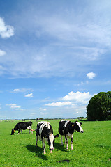Image showing Livestock