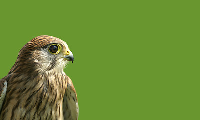 Image showing Falcon