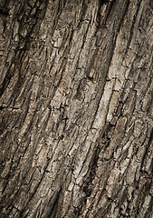 Image showing Cracked wood texture