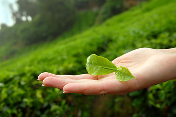 Image showing Tea leaves