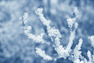 Image showing Tree branch covered with frost