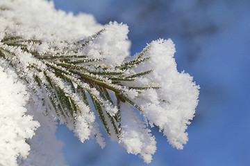 Image showing Pine-tree branch covered with frost