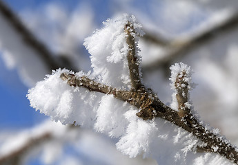 Image showing Tree branch covered with frost