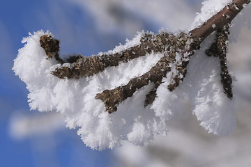 Image showing Tree branch covered with frost