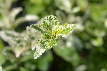 Image showing Wintercreeper Harlequin