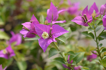 Image showing Bougainvillea Sabina