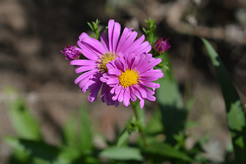 Image showing New York Aster Orlando