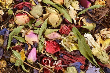 Image showing Dried flowers