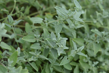 Image showing Catnip