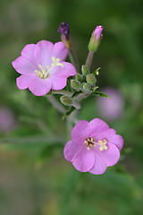 Image showing Great hairy willowherb