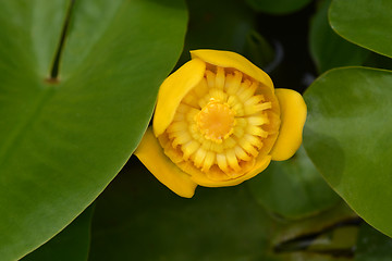 Image showing Yellow water lily