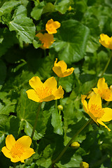 Image showing Marsh marigold